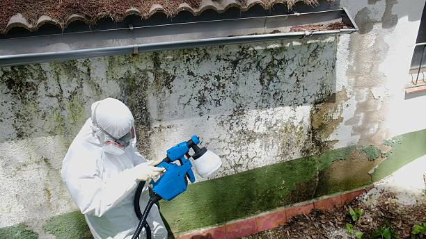 Trusted Attic Mold Removal service in Sumner, WA - Cheap Mold Removal